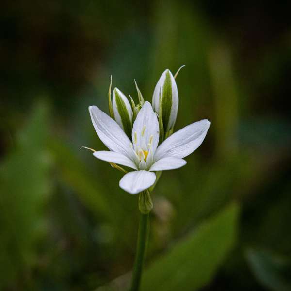 Plants, Flowers and Seasons