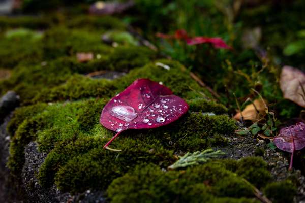 Plants and Seasons